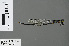  ( - RMNH.INS.502701)  @11 [ ] CreativeCommons - Attribution Non-Commercial Share-Alike (2013) Unspecified Naturalis Biodiversity Center