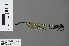  ( - RMNH.INS.502704)  @13 [ ] CreativeCommons - Attribution Non-Commercial Share-Alike (2013) Unspecified Naturalis Biodiversity Center