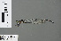  ( - RMNH.INS.502714)  @11 [ ] CreativeCommons - Attribution Non-Commercial Share-Alike (2013) Unspecified Naturalis Biodiversity Center