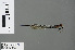  ( - RMNH.INS.502723)  @13 [ ] CreativeCommons - Attribution Non-Commercial Share-Alike (2013) Unspecified Naturalis Biodiversity Center