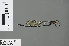  ( - RMNH.INS.502724)  @11 [ ] CreativeCommons - Attribution Non-Commercial Share-Alike (2013) Unspecified Naturalis Biodiversity Center