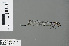  ( - RMNH.INS.502728)  @12 [ ] CreativeCommons - Attribution Non-Commercial Share-Alike (2013) Unspecified Naturalis Biodiversity Center