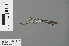  ( - RMNH.INS.502733)  @13 [ ] CreativeCommons - Attribution Non-Commercial Share-Alike (2013) Unspecified Naturalis Biodiversity Center