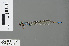  (Pseudagrion lindicum - RMNH.INS.502738)  @13 [ ] CreativeCommons - Attribution Non-Commercial Share-Alike (2013) Unspecified Naturalis Biodiversity Center