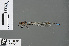  (Pseudagrion sudanicum - RMNH.INS.502742)  @14 [ ] CreativeCommons - Attribution Non-Commercial Share-Alike (2013) Unspecified Naturalis Biodiversity Center