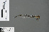  ( - RMNH.INS.502745)  @13 [ ] CreativeCommons - Attribution Non-Commercial Share-Alike (2013) Unspecified Naturalis Biodiversity Center