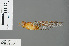  ( - RMNH.INS.502746)  @12 [ ] CreativeCommons - Attribution Non-Commercial Share-Alike (2013) Unspecified Naturalis Biodiversity Center