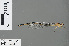  ( - RMNH.INS.502754)  @13 [ ] CreativeCommons - Attribution Non-Commercial Share-Alike (2013) Unspecified Naturalis Biodiversity Center