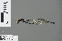  ( - RMNH.INS.502756)  @13 [ ] CreativeCommons - Attribution Non-Commercial Share-Alike (2013) Unspecified Naturalis Biodiversity Center