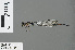  ( - RMNH.INS.502759)  @11 [ ] CreativeCommons - Attribution Non-Commercial Share-Alike (2013) Unspecified Naturalis Biodiversity Center