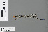  ( - RMNH.INS.502764)  @13 [ ] CreativeCommons - Attribution Non-Commercial Share-Alike (2013) Unspecified Naturalis Biodiversity Center