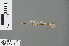  ( - RMNH.INS.502768)  @13 [ ] CreativeCommons - Attribution Non-Commercial Share-Alike (2013) Unspecified Naturalis Biodiversity Center