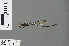  ( - RMNH.INS.502769)  @13 [ ] CreativeCommons - Attribution Non-Commercial Share-Alike (2013) Unspecified Naturalis Biodiversity Center