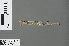  ( - RMNH.INS.502771)  @12 [ ] CreativeCommons - Attribution Non-Commercial Share-Alike (2013) Unspecified Naturalis Biodiversity Center
