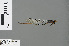  ( - RMNH.INS.502775)  @13 [ ] CreativeCommons - Attribution Non-Commercial Share-Alike (2013) Unspecified Naturalis Biodiversity Center