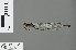  ( - RMNH.INS.502780)  @13 [ ] CreativeCommons - Attribution Non-Commercial Share-Alike (2013) Unspecified Naturalis Biodiversity Center