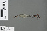  ( - RMNH.INS.502783)  @13 [ ] CreativeCommons - Attribution Non-Commercial Share-Alike (2013) Unspecified Naturalis Biodiversity Center