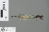  ( - RMNH.INS.502784)  @13 [ ] CreativeCommons - Attribution Non-Commercial Share-Alike (2013) Unspecified Naturalis Biodiversity Center