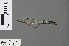  ( - RMNH.INS.502786)  @13 [ ] CreativeCommons - Attribution Non-Commercial Share-Alike (2013) Unspecified Naturalis Biodiversity Center