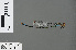  (Pseudagrion acaciae - RMNH.INS.502788)  @13 [ ] CreativeCommons - Attribution Non-Commercial Share-Alike (2013) Unspecified Naturalis Biodiversity Center