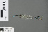  ( - RMNH.INS.502789)  @13 [ ] CreativeCommons - Attribution Non-Commercial Share-Alike (2013) Unspecified Naturalis Biodiversity Center