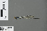  ( - RMNH.INS.502795)  @13 [ ] CreativeCommons - Attribution Non-Commercial Share-Alike (2013) Unspecified Naturalis Biodiversity Center