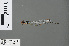  ( - RMNH.INS.502796)  @13 [ ] CreativeCommons - Attribution Non-Commercial Share-Alike (2013) Unspecified Naturalis Biodiversity Center
