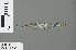  ( - RMNH.INS.502808)  @12 [ ] CreativeCommons - Attribution Non-Commercial Share-Alike (2013) Unspecified Naturalis Biodiversity Center