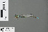  (Pseudagrion nubicum - RMNH.INS.502812)  @13 [ ] CreativeCommons - Attribution Non-Commercial Share-Alike (2013) Unspecified Naturalis Biodiversity Center