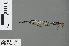 ( - RMNH.INS.502815)  @13 [ ] CreativeCommons - Attribution Non-Commercial Share-Alike (2013) Unspecified Naturalis Biodiversity Center