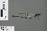  ( - RMNH.INS.502818)  @13 [ ] CreativeCommons - Attribution Non-Commercial Share-Alike (2013) Unspecified Naturalis Biodiversity Center