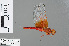  (Brachythemis lacustris - RMNH.INS.502836)  @13 [ ] CreativeCommons - Attribution Non-Commercial Share-Alike (2013) Unspecified Naturalis Biodiversity Center