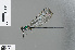  (Umma declivium - RMNH.INS.502840)  @13 [ ] CreativeCommons - Attribution Non-Commercial Share-Alike (2013) Unspecified Naturalis Biodiversity Center