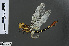  (Phyllogomphus - RMNH.INS.502844)  @14 [ ] CreativeCommons - Attribution Non-Commercial Share-Alike (2013) Unspecified Naturalis Biodiversity Center