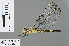  (Thermochoria jeanneli - RMNH.INS.502847)  @13 [ ] CreativeCommons - Attribution Non-Commercial Share-Alike (2013) Unspecified Naturalis Biodiversity Center
