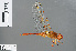  (Crocothemis erythraea - RMNH.INS.502851)  @14 [ ] CreativeCommons - Attribution Non-Commercial Share-Alike (2013) Unspecified Naturalis Biodiversity Center