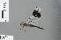  (Brachythemis leucosticta - RMNH.INS.502855)  @13 [ ] CreativeCommons - Attribution Non-Commercial Share-Alike (2013) Unspecified Naturalis Biodiversity Center