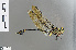  ( - RMNH.INS.502856)  @13 [ ] CreativeCommons - Attribution Non-Commercial Share-Alike (2013) Unspecified Naturalis Biodiversity Center