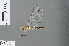  ( - RMNH.INS.502863)  @13 [ ] CreativeCommons - Attribution Non-Commercial Share-Alike (2013) Unspecified Naturalis Biodiversity Center