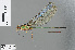  ( - RMNH.INS.502882)  @13 [ ] CreativeCommons - Attribution Non-Commercial Share-Alike (2013) Unspecified Naturalis Biodiversity Center