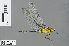  ( - RMNH.INS.502914)  @13 [ ] CreativeCommons - Attribution Non-Commercial Share-Alike (2013) Unspecified Naturalis Biodiversity Center