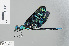  (Sapho ciliata - RMNH.INS.502924)  @13 [ ] CreativeCommons - Attribution Non-Commercial Share-Alike (2013) Unspecified Naturalis Biodiversity Center