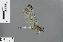  (Eleuthemis spec_nov - RMNH.INS.502939)  @11 [ ] CreativeCommons - Attribution Non-Commercial Share-Alike (2013) Unspecified Naturalis Biodiversity Center