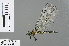  (Tetrathemis camerunensis - RMNH.INS.502948)  @15 [ ] CreativeCommons - Attribution Non-Commercial Share-Alike (2013) Unspecified Naturalis Biodiversity Center
