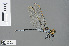  ( - RMNH.INS.502950)  @14 [ ] CreativeCommons - Attribution Non-Commercial Share-Alike (2013) Unspecified Naturalis Biodiversity Center