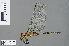  ( - RMNH.INS.502953)  @11 [ ] CreativeCommons - Attribution Non-Commercial Share-Alike (2013) Unspecified Naturalis Biodiversity Center