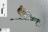  ( - RMNH.INS.502975)  @13 [ ] CreativeCommons - Attribution Non-Commercial Share-Alike (2013) Unspecified Naturalis Biodiversity Center
