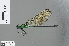  ( - RMNH.INS.502979)  @14 [ ] CreativeCommons - Attribution Non-Commercial Share-Alike (2013) Unspecified Naturalis Biodiversity Center