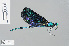  ( - RMNH.INS.503001)  @13 [ ] CreativeCommons - Attribution Non-Commercial Share-Alike (2013) Unspecified Naturalis Biodiversity Center
