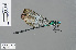  ( - RMNH.INS.503004)  @14 [ ] CreativeCommons - Attribution Non-Commercial Share-Alike (2013) Unspecified Naturalis Biodiversity Center
